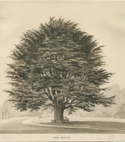 Ingestre - Cederboom door Thomas Peploe Wood