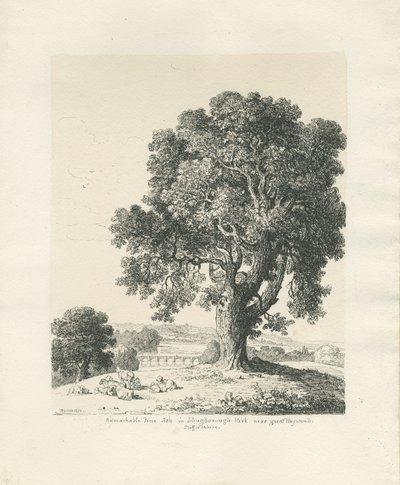 Shugborough Park - Esdoorn: pen en inkt tekening door Thomas Peploe Wood