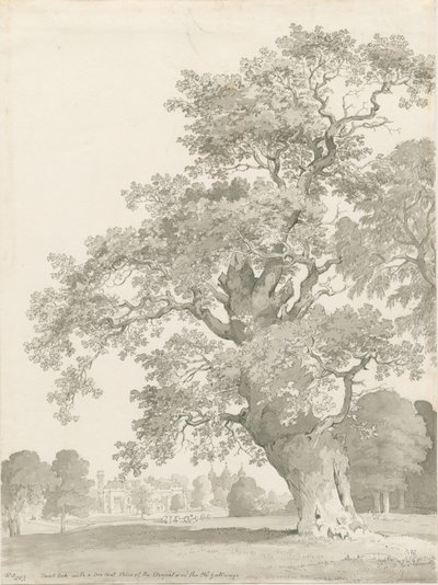 Tixall - Eik door Thomas Peploe Wood