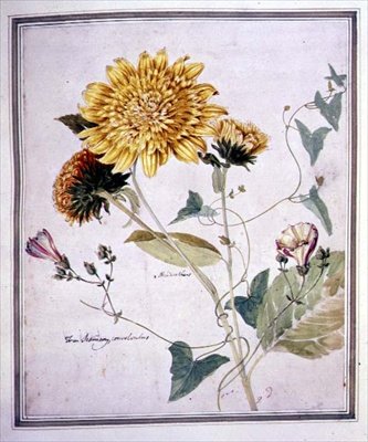 Helianthus en Convolvulus door Thomas Robins