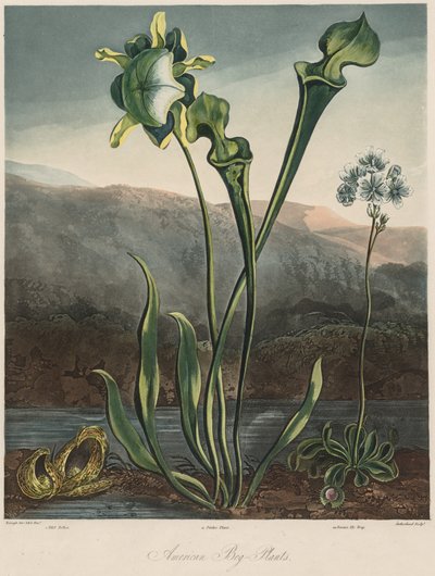 De tempel van de flora: Amerikaanse moerasplanten door Thomas Sutherland