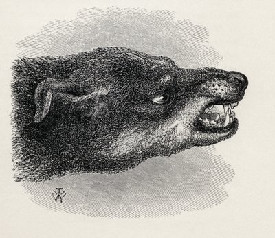 Kop van grommende hond, uit Charles Darwin