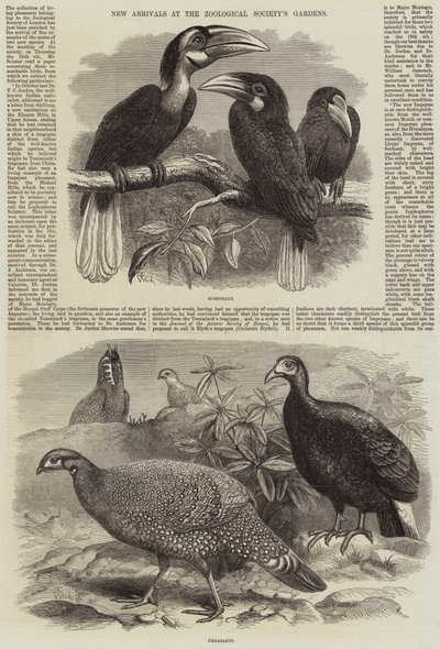 Nieuwe Aankomsten in de Tuinen van de Zoological Society door Thomas W. Wood