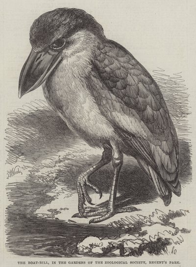 De bootbek, in de tuinen van de Zoological Society, Regent