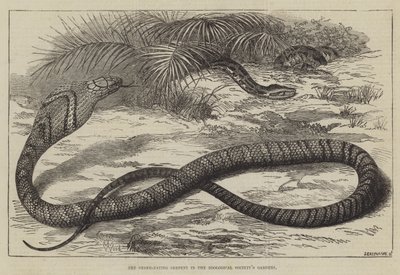 De Slangetende Slang in de Tuinen van de Zoological Society door Thomas W. Wood