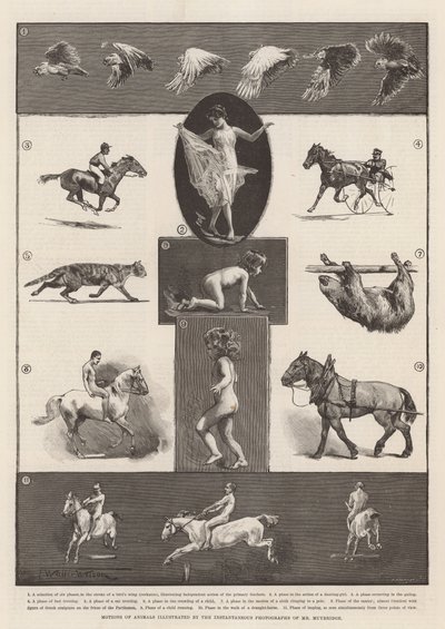 Bewegingen van dieren geïllustreerd door de momentopnamen van Mr Muybridge door Thomas Walter Wilson