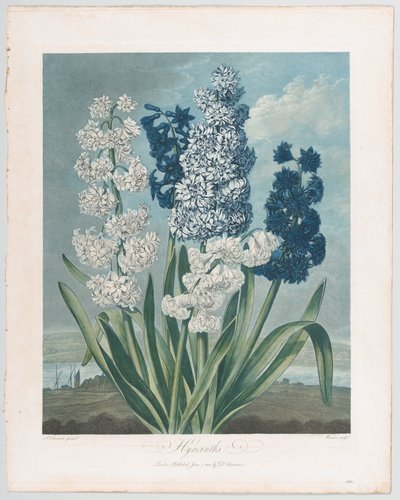 Hyacinten, uit De Tempel van Flora, of Tuin van de Natuur, 1 juni 1801 door Thomas Warner