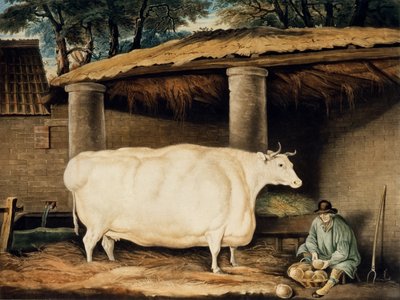 Een kort gehoornde vaars, gegraveerd door William Ward, Dartington, 1811 door Thomas Weaver