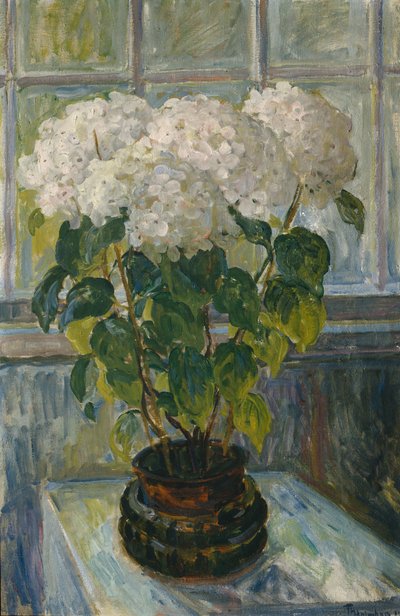 Hortensia door Thorolf Holmboe