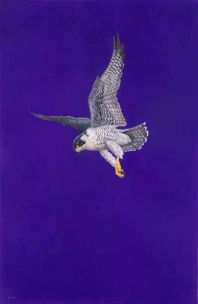 Paarse Stoep door Tim Hayward