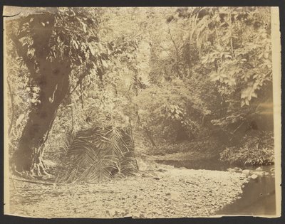 [Jungle Scène: Uitzicht op rieten hut van palmbladeren, Isthmus van Darién (Panama)]. door Timothy H. O