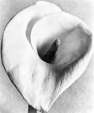 Calla lelie, Mexico-Stad, 1925 door Tina Modotti