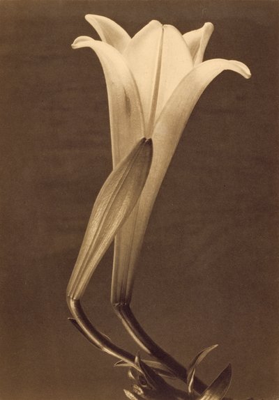 Platinadruk van een lelie door Tina Modotti door Tina Modotti