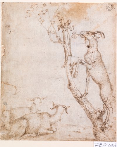 Geiten in de wei door Titian (c.1488 1576)