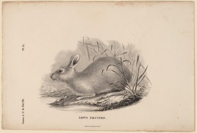 Lepus Palustris door Titian Ramsay Peale