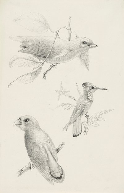 Drie Vogels door Titian Ramsay Peale