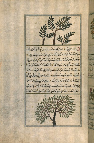 Een wierookboom boven een amandelboom, naar een verhandeling van Zakariya ibn Muhammad al-Qazwini door Turkish School