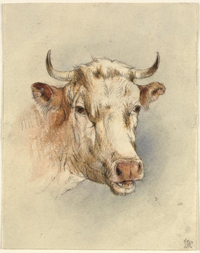 Kop van een stier door Ubekendt KKSgb7508 KKSgb7512