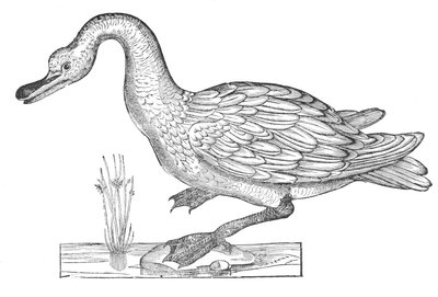 Ornithologiae hoc est de avibus historiae libri XII door Ulisse Aldrovandi