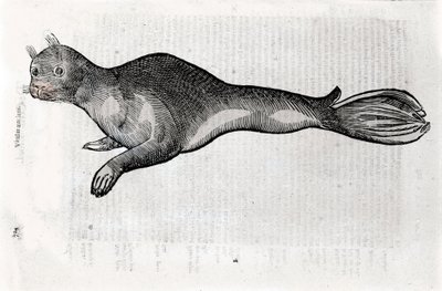 Voorstelling van een zeehond Plaat geïllustreerd uit een manuscript van Natuurlijke Historie door Ulisse Aldrovandi (1522-1605), Ulisse Aldrovandi fonds, Universiteitsbibliotheek van Bologna, ed. 1603. door Ulisse Aldrovandi