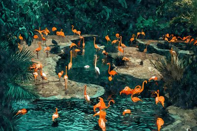 Flamingo’s in de tropen door Uma Gokhale