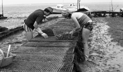 Oestergroei in Vendée Oester Augustus 1974 door Unbekannt