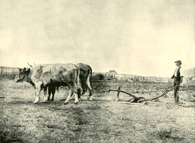 Een ploegteam van ossen, 1901 door Unbekannt