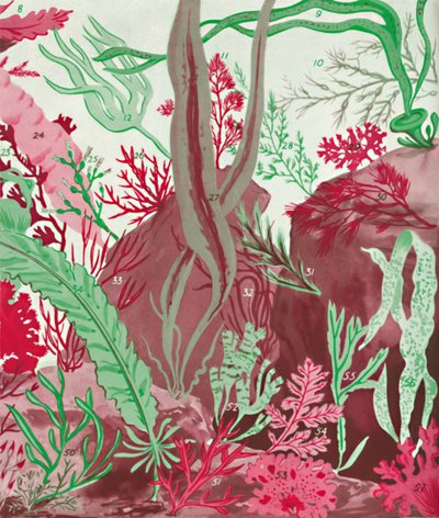 Een verzameling van meer dan vijftig soorten rode, groene en bruine zeewieren door Unbekannt