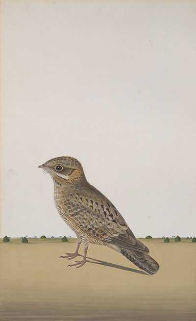 Een gewone Indiase nachtzwaluw Caprimulgus asiaticus, ca. 1780 door Unbekannt