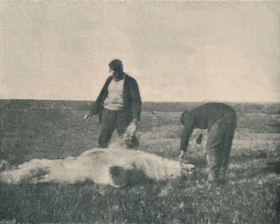 Een Dode Beer op Rendiereiland 21 augustus 1893, 1893 1897 door Unbekannt