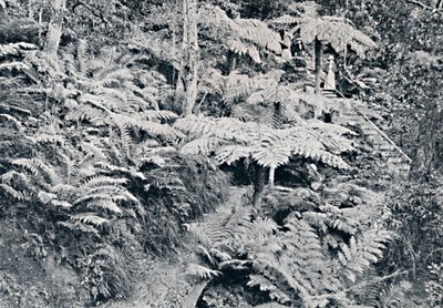 Een bos van boomvarens, Leura, Blue Mountains, ca. 1900 door Unbekannt