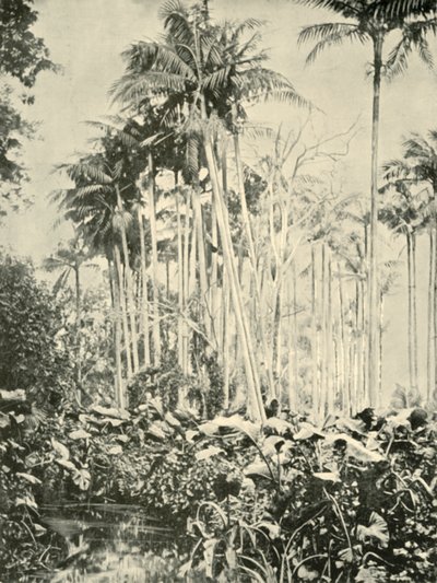 Een palmbos, 1901 door Unbekannt