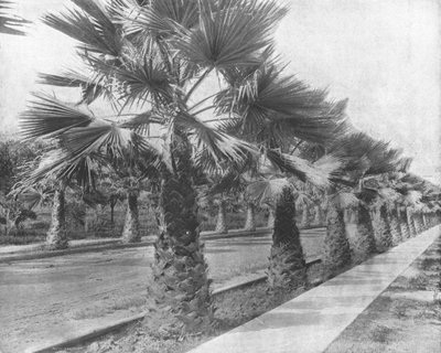 Een Palm Avenue in Los Angeles, Californië, VS, c1900 door Unbekannt