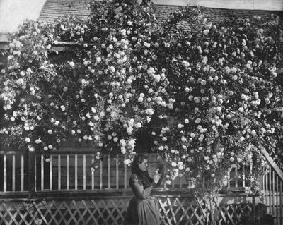 Een met Rozen Versierd Huis, Zuid-Californië, VS, ca. 1900 door Unbekannt