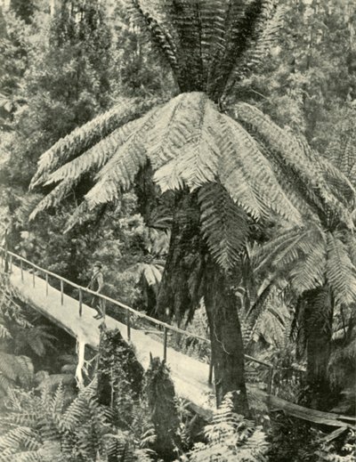 Een rustieke brug, 1901 door Unbekannt