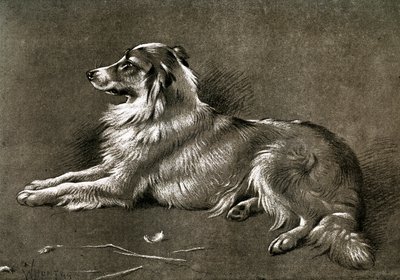 Een herdershond, 1901 door Unbekannt