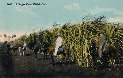 Een suikerrietveld, Cuba door Unbekannt