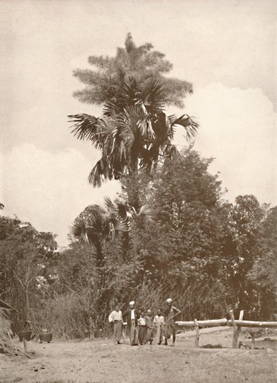 Een Talipot Palm in Bloei, 1900 door Unbekannt