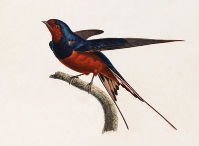 Een kleurenillustratie van een bruine en blauwe vogel door Unbekannt
