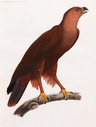 Een paginagrote kleurenillustratie van een bruine vogel op een tak door Unbekannt