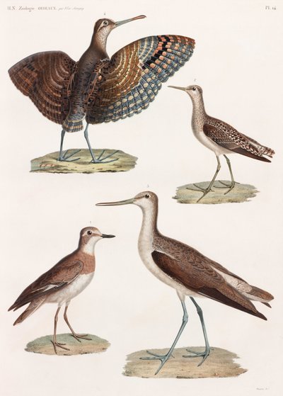 Een volledige pagina met kleurenillustraties van vogels door Unbekannt
