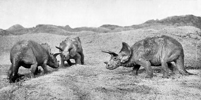 Een groep triceratops door Unbekannt
