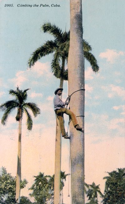 Een man die een palmboom beklimt, Cuba, 1911 door Unbekannt