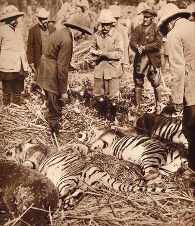 Een koninklijke zak tijgers, 1911 door Unbekannt