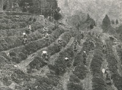 Een theeplantage buiten de stad, Kobe, Japan, 1895 door Unbekannt