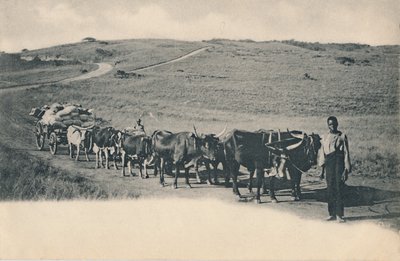 Een typische ossenwagen - Zuid-Afrika, begin 20e eeuw door Unbekannt