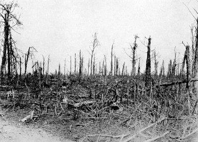 Een bos in het Somme-gebied, Frankrijk, 1916, c1920 door Unbekannt