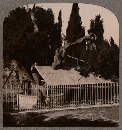 Abrahams Eik bij Hebron, ca. 1900 door Unbekannt