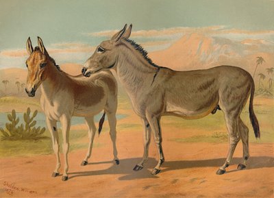 Abyssinische Wilde Ezel & Vrouwelijke Indiase Onager, ca. 1879 door Unbekannt
