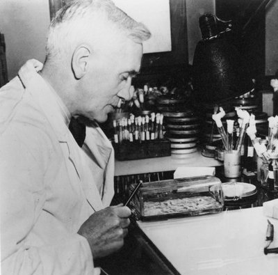 Alexander Fleming, Schotse bacterioloog in zijn laboratorium, 1930s door Unbekannt
